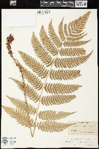 Dryopteris goldieana image