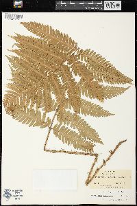 Dryopteris goldieana image