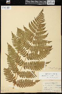 Dryopteris goldieana image