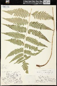 Dryopteris goldieana image