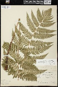 Dryopteris goldieana image