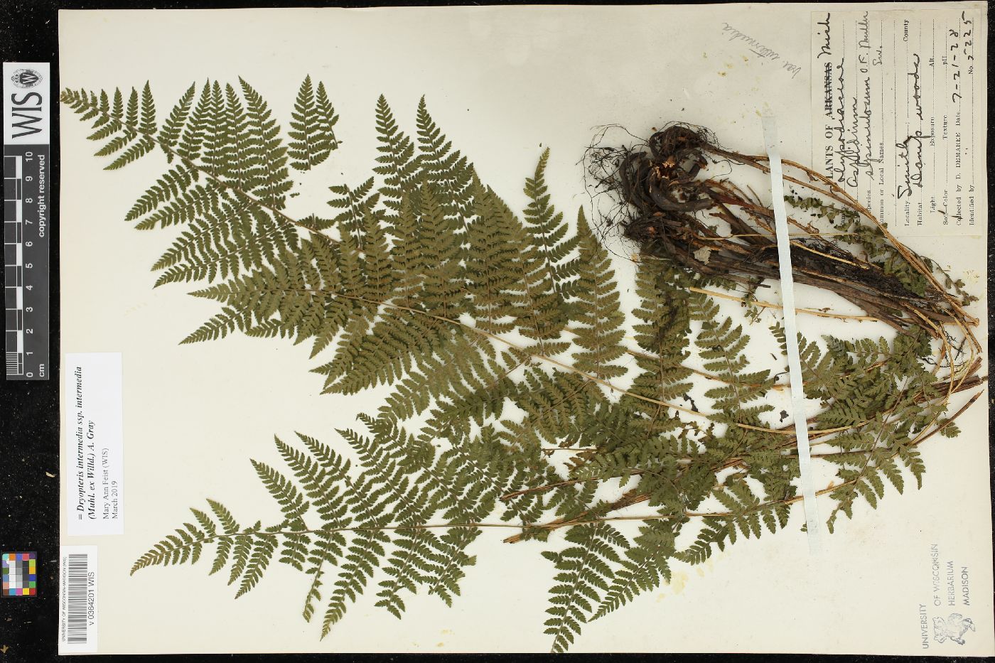 Dryopteris intermedia subsp. intermedia image