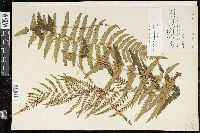 Dryopteris ludoviciana image