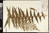 Dryopteris ludoviciana image