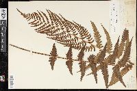 Dryopteris ludoviciana image