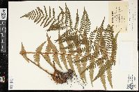 Dryopteris ludoviciana image