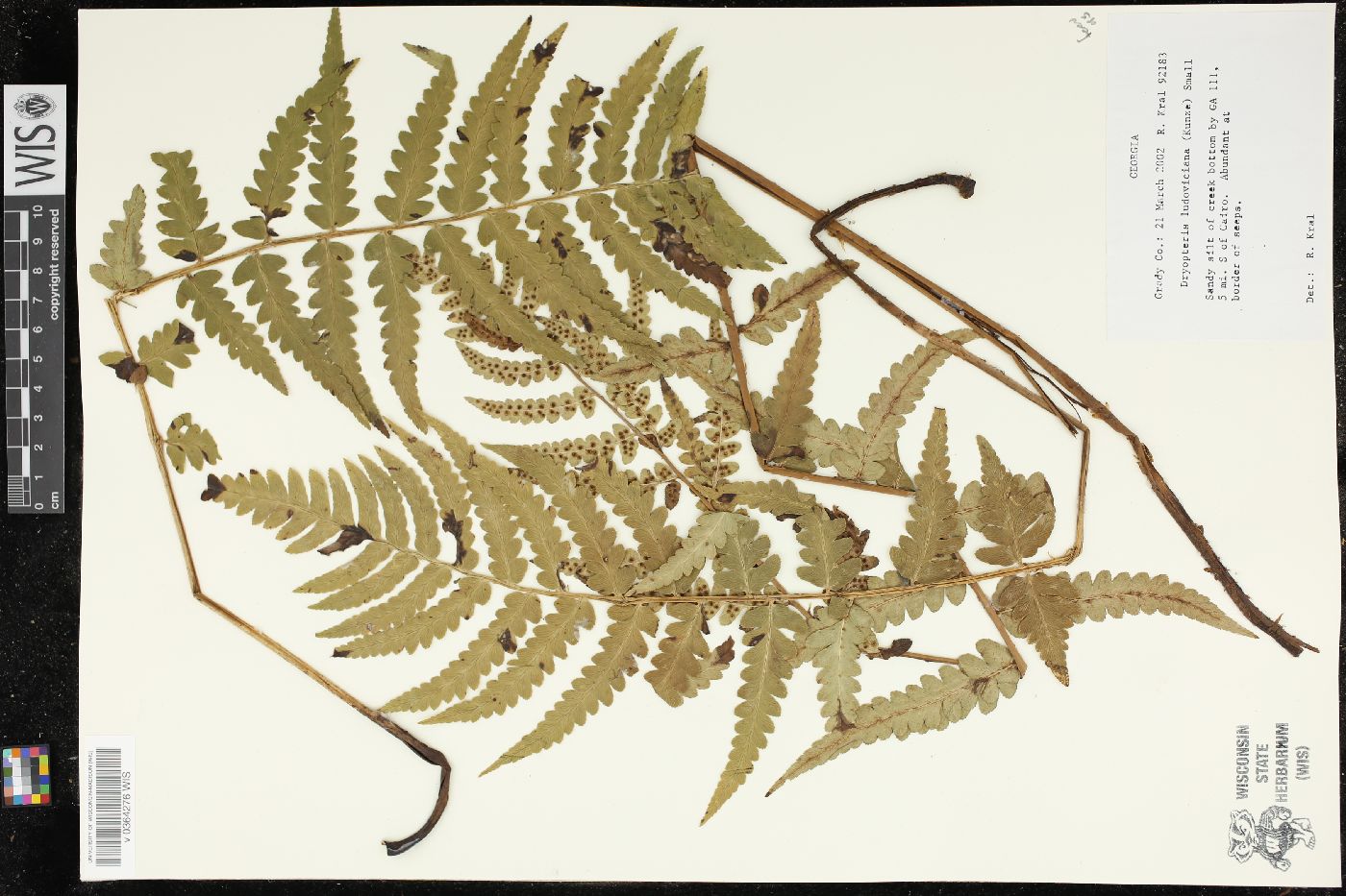 Dryopteris ludoviciana image