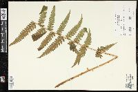 Dryopteris ludoviciana image