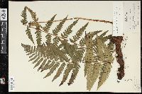 Dryopteris ludoviciana image