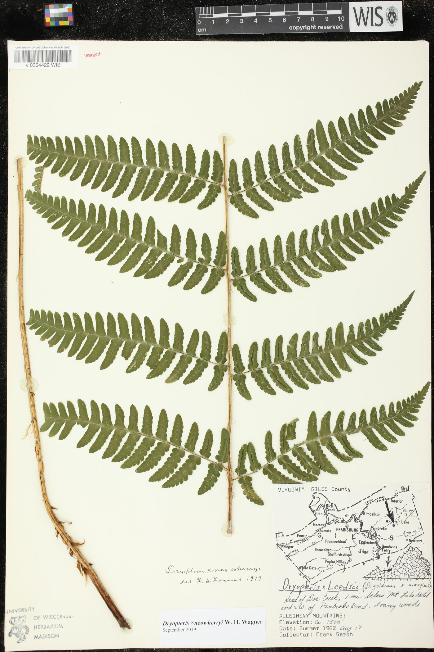 Dryopteris × neowherryi image