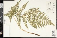 Dryopteris × triploidea image