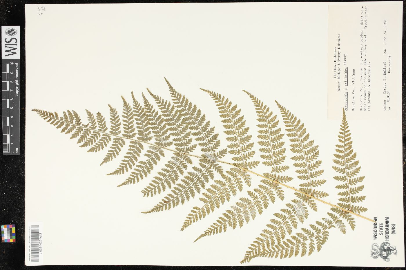Dryopteris × triploidea image