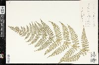 Dryopteris × triploidea image