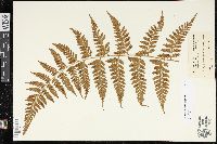 Polystichopsis chaerophylloides image