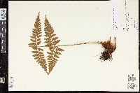 Polystichopsis chaerophylloides image