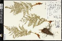 Dryopteris cinnamomea image