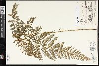 Dryopteris karwinskyana image