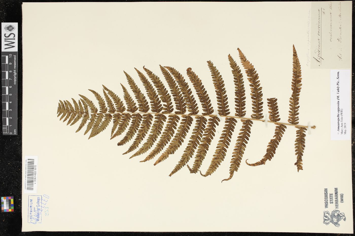 Amauropelta opposita image