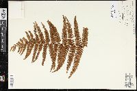 Dryopteris parallelogramma image