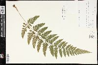 Dryopteris patula image