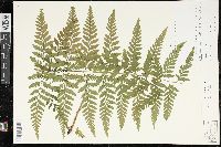 Dryopteris patula image