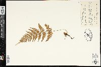 Dryopteris patula image