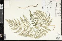 Dryopteris patula image