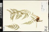 Dryopteris patula image