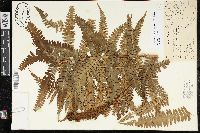 Dryopteris pseudo-filix-mas image