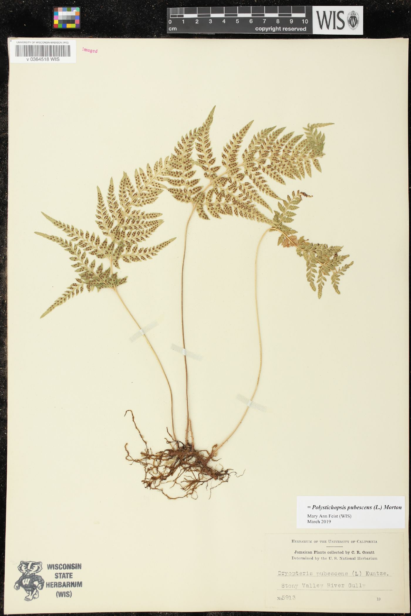 Polystichopsis pubescens image
