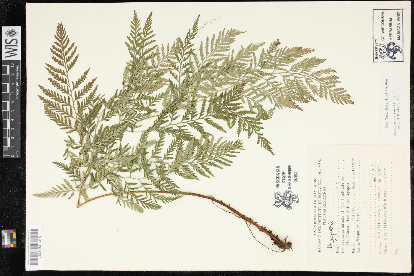 Dryopteris rossii image