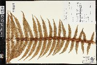 Dryopteris wallichiana image