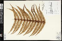 Dryopteris wallichiana image