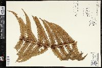 Dryopteris wallichiana image