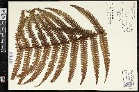 Dryopteris wallichiana image