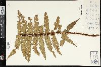 Dryopteris wallichiana image