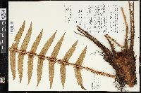 Dryopteris wallichiana image