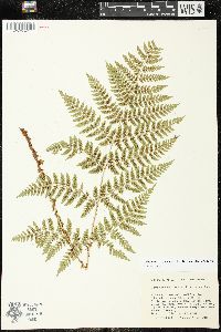 Dryopteris expansa image