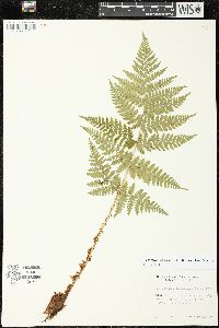 Dryopteris expansa image