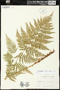 Dryopteris expansa image