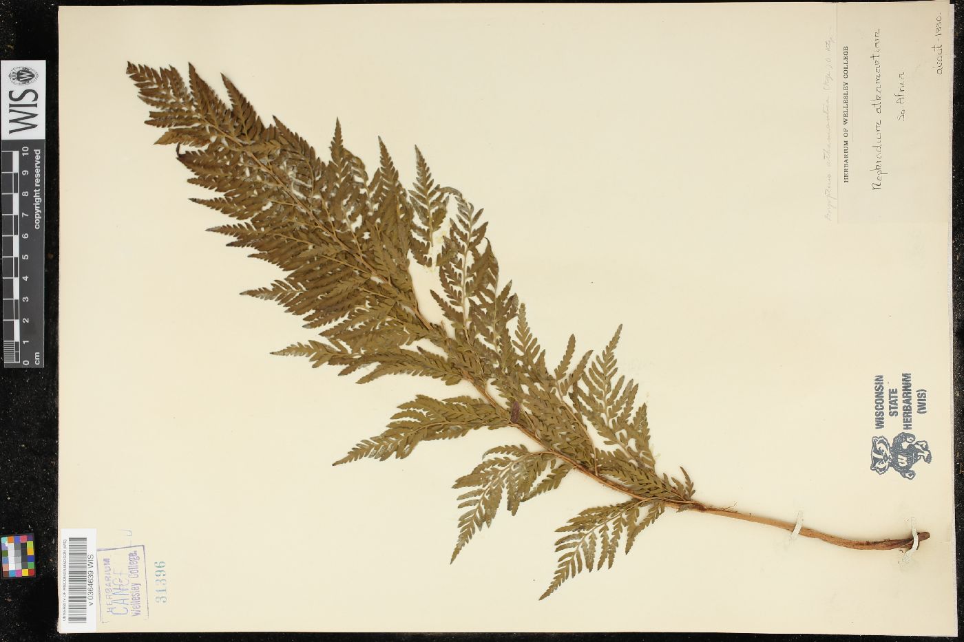 Dryopteris athamantica image