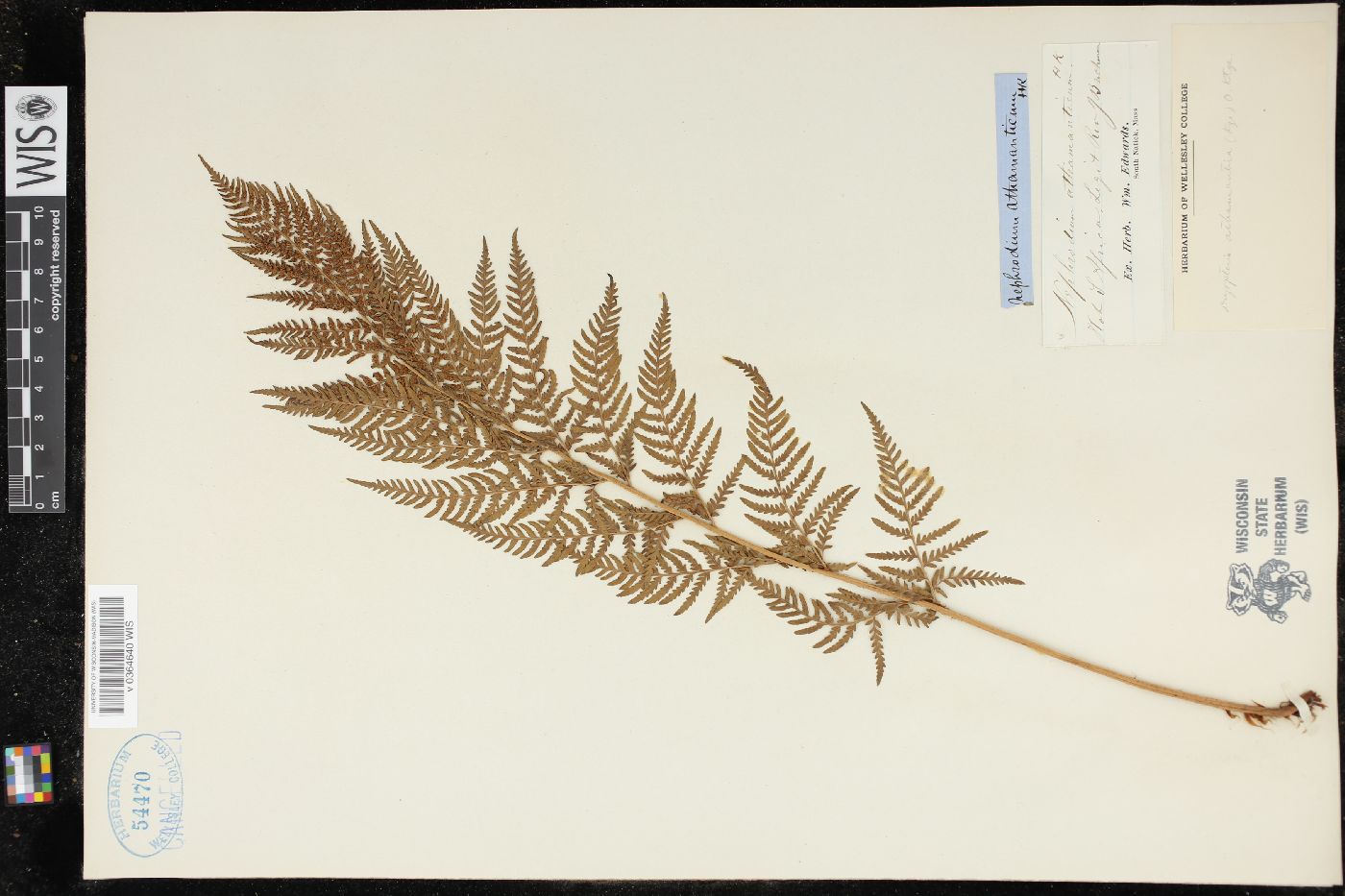Dryopteris athamantica image