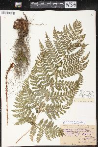 Dryopteris campyloptera image