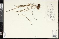 Vittaria graminifolia image