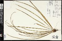 Vittaria graminifolia image