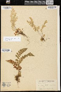 Adiantum aleuticum image