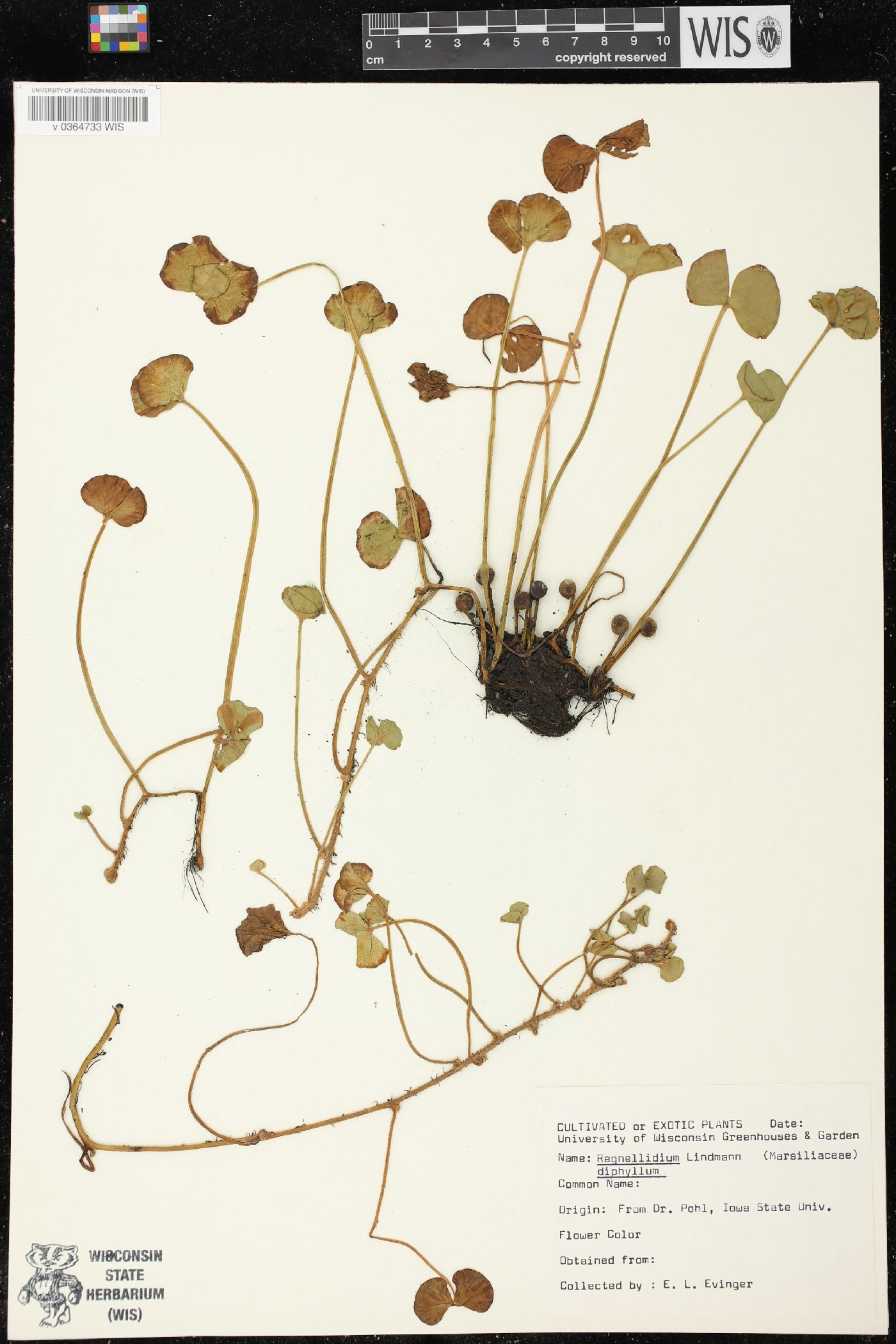 Regnellidium diphyllum image