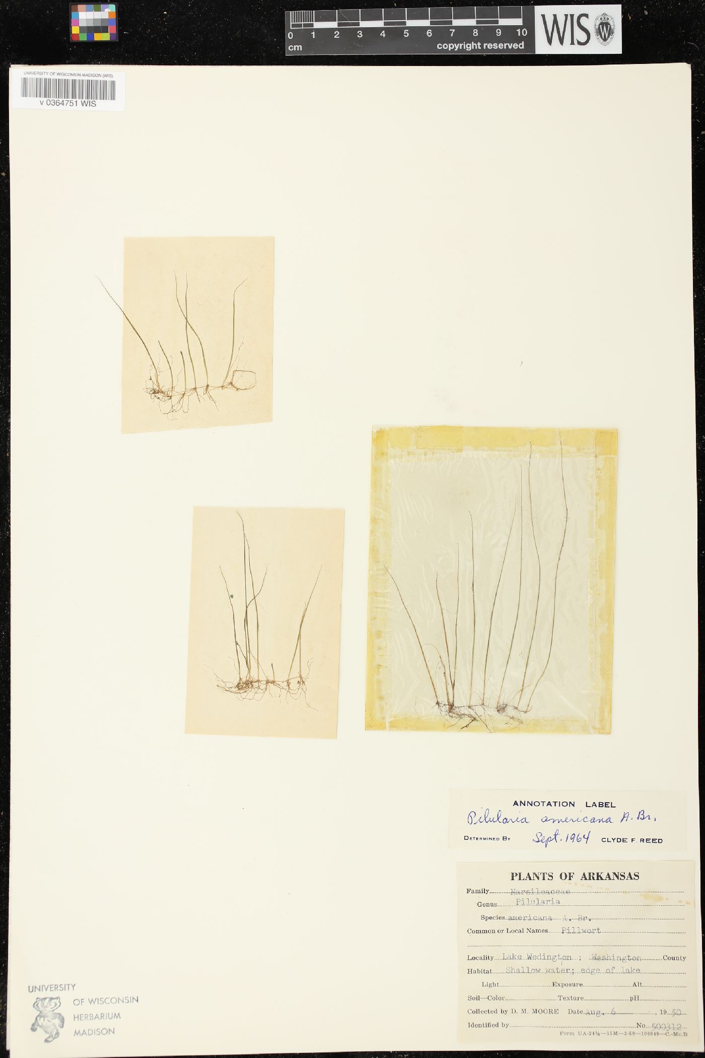 Pilularia americana image