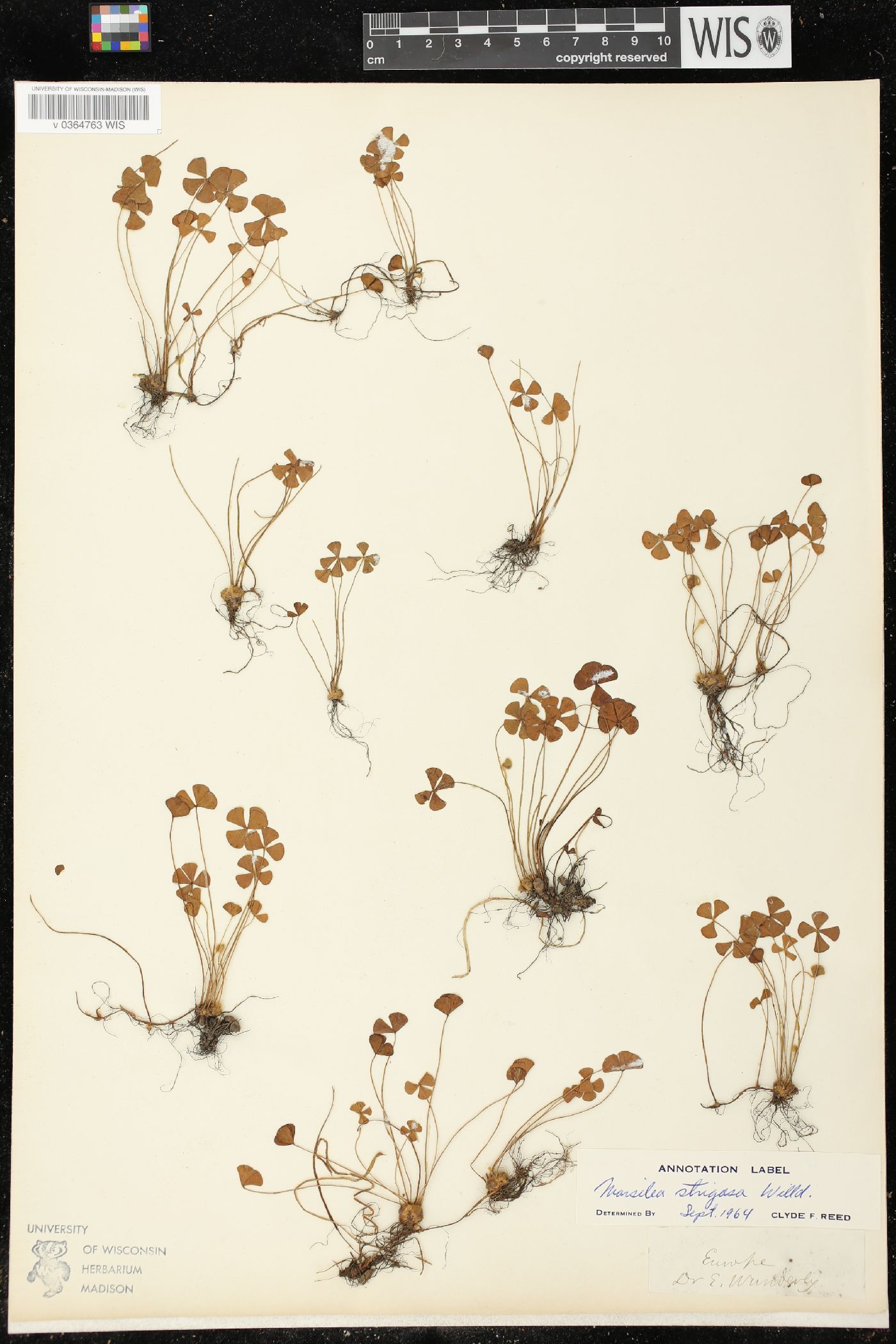 Marsilea strigosa image