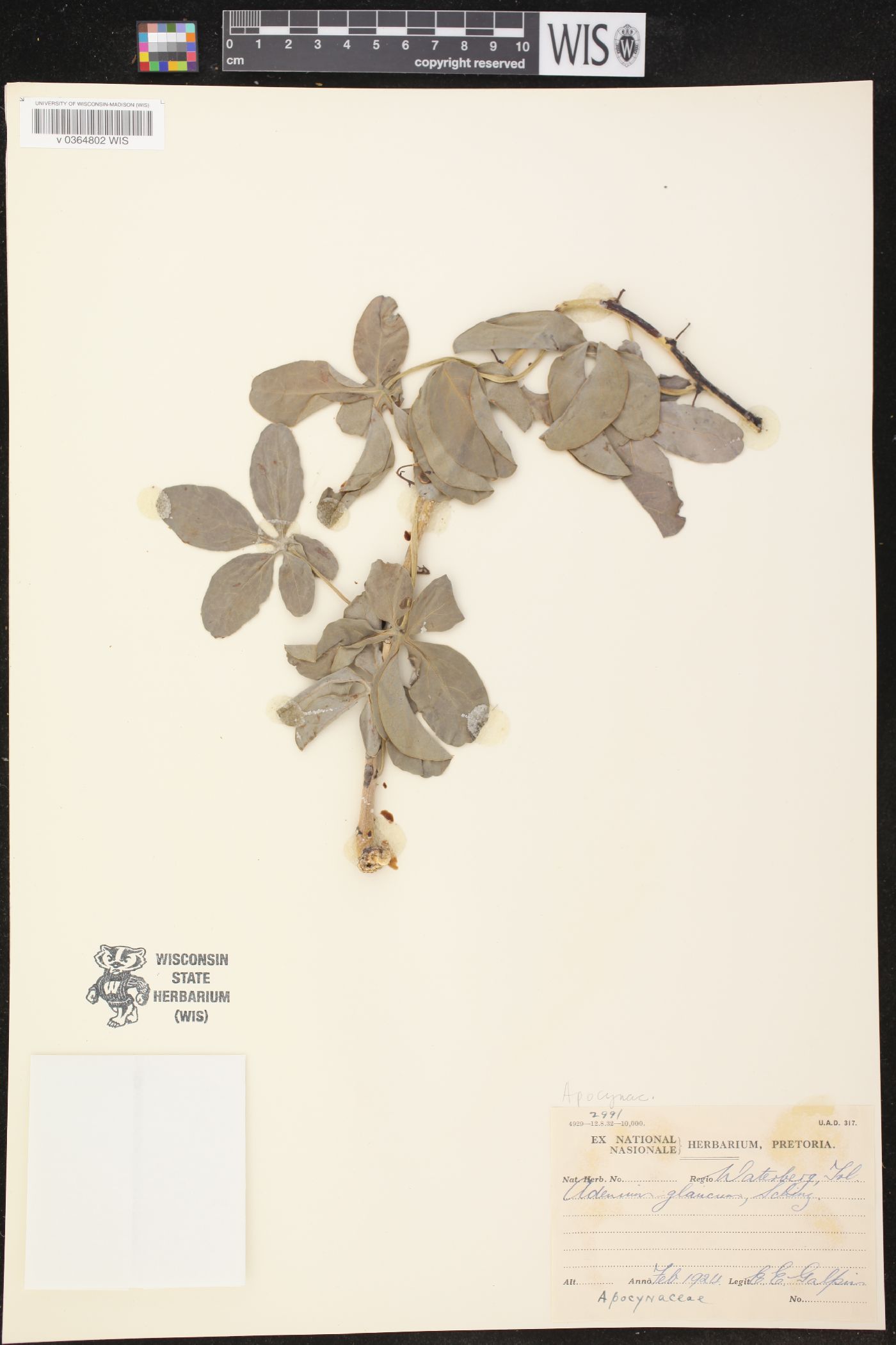 Adenia glauca image